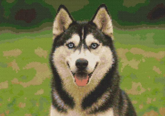 Схема вишивки хрестиком "Песик Хаскі (Husky)"