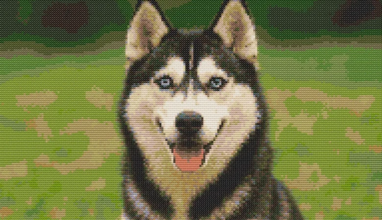 Схема вишивки хрестиком "Песик Хаскі (Husky)"
